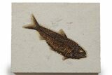 Detailed Fossil Fish (Knightia) - Wyoming #349265-1